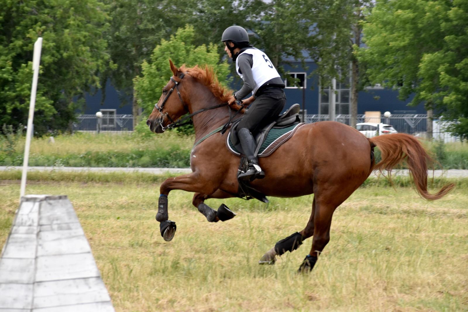 Фото На ипподроме Новосибирска проходит чемпионат СФО по конному спорту 3 - Сиб.ФМ Фото На ипподроме Новосибирска проходит чемпионат СФО по конному спорту 3
